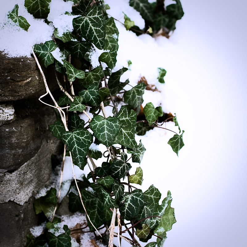 Snow and Ivy